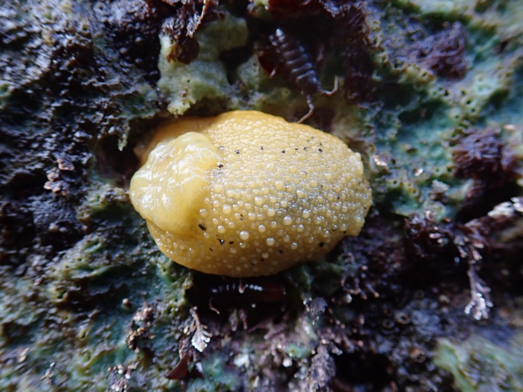 Yellow dorid on a rock face, resting on a green sponge while an isopod, probably Idotea, photobombs.