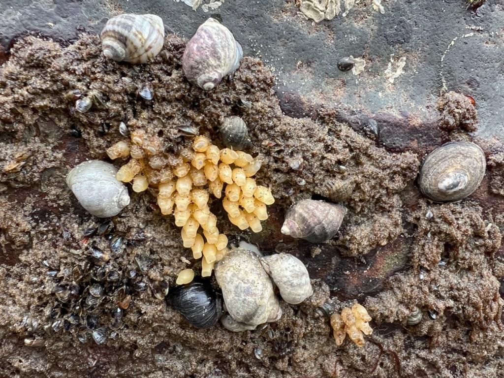 A few Nucella ostrina around a small patch of egg capsules.