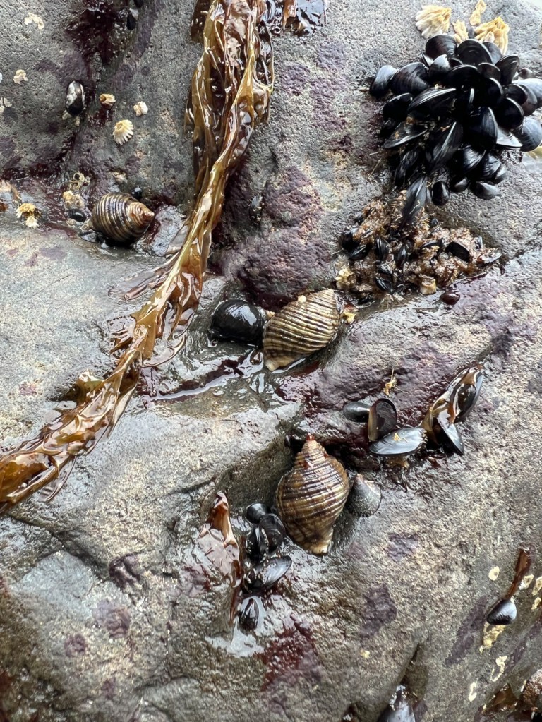 A mostly bare rock scene with three Nucella analoga (probably) and a rosette of young mussels.