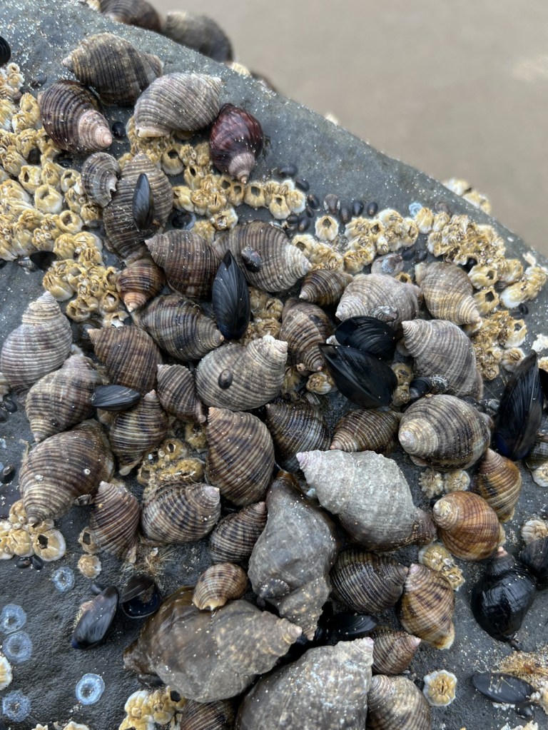 Three Nucella species, some acorn barnacles, and a few small mussels share the top of a rock.