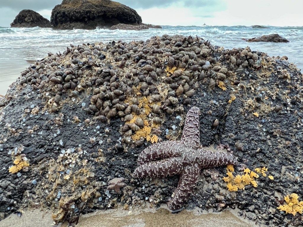 A rock topped with dogwinkles, some egg masses clusters, and a starfish on one side. Surf size and beyond in the distance.