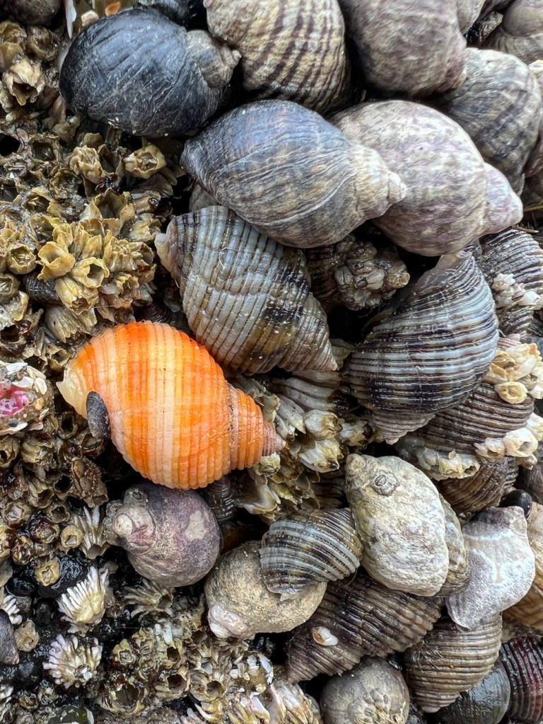 A little aggregation of Nucella analoga (probably) and Nucella ostrina. All the sails are pretty drab, but one of the N. analoga is bright orange.