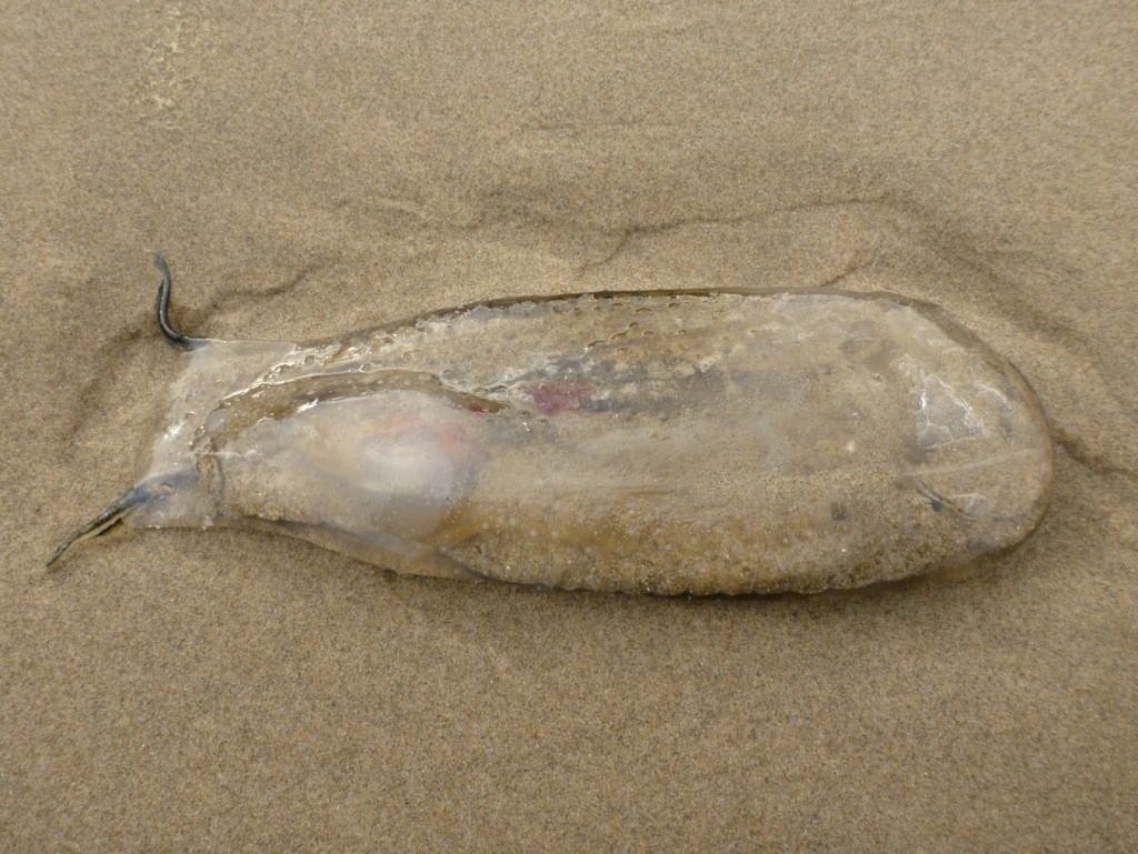Freshly beached Vagina salp Thetys vagina resting on the sand.