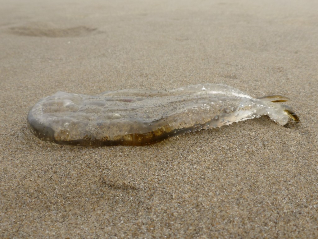 Closeup of a beached vagina salp Thetys vagina resting on the sand.
