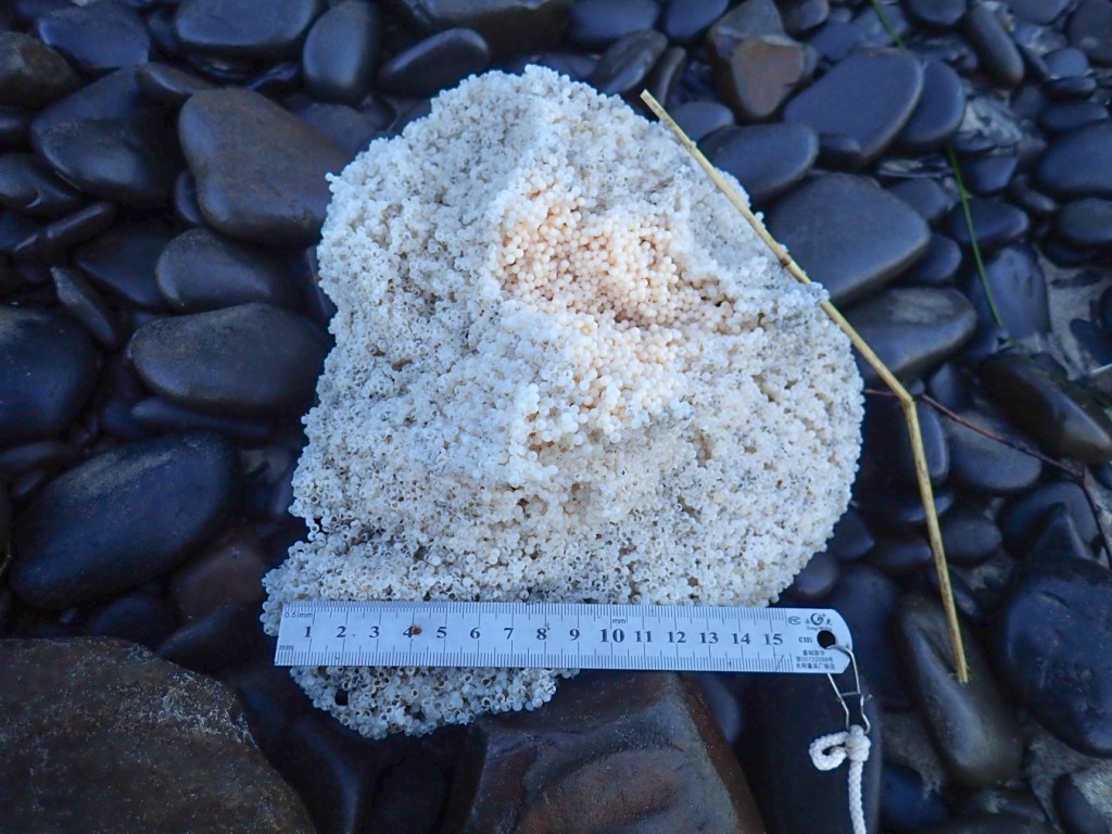 Alt: 15 cm diameter ball-like mass of drifted fish eggs. Individual eggs are 1-2 mm in diameter. The mass rests on wet cobbles.