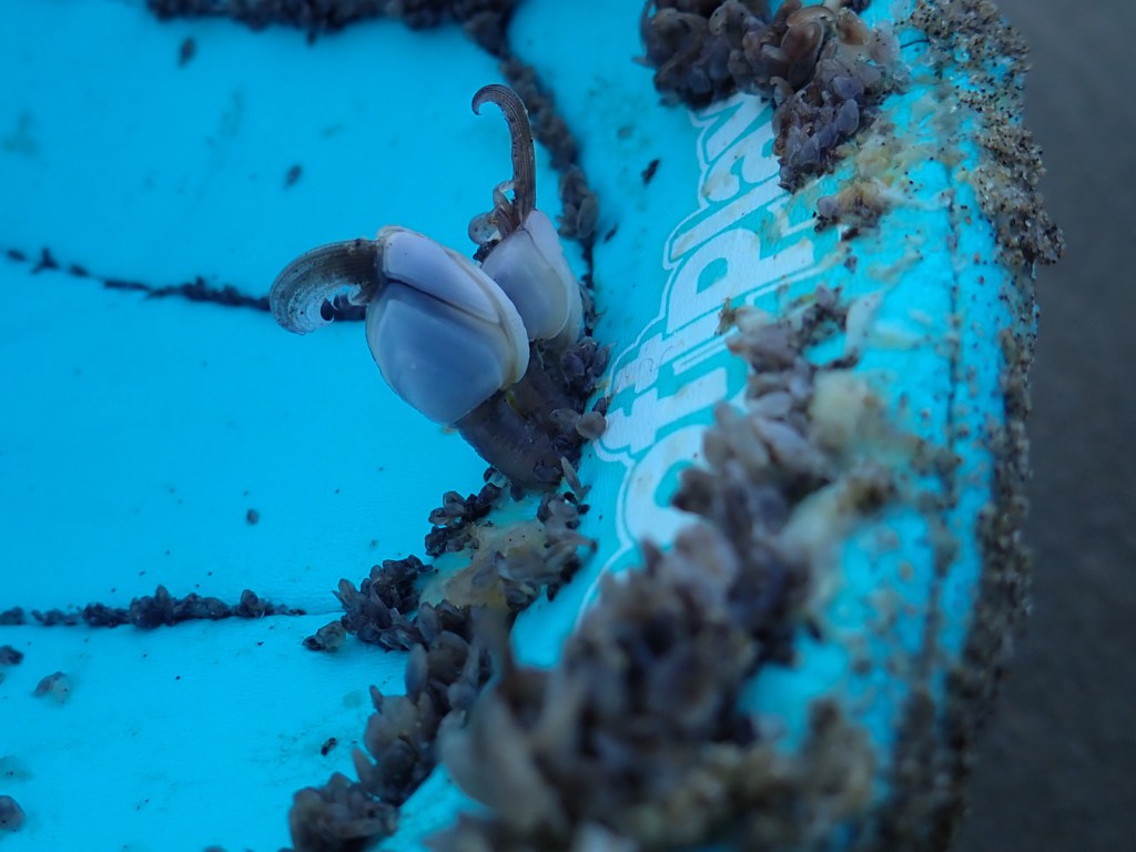 Two pelagic gooseneck barnacles attached to a deflated soccer ball.