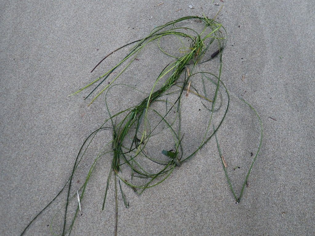 A tangle of a few strands of drifted surfgrass rests on the sand.