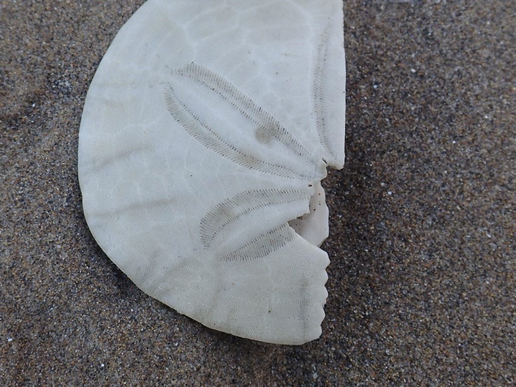 Half a bleached sand dollar test (Dendraster) on the sand.