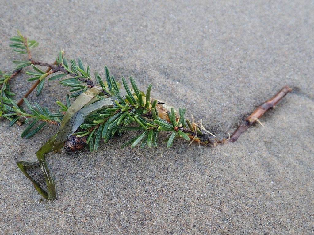 A conifer branchlet (hemlock, I think) and drift Zostera rest intertwined on the sand.