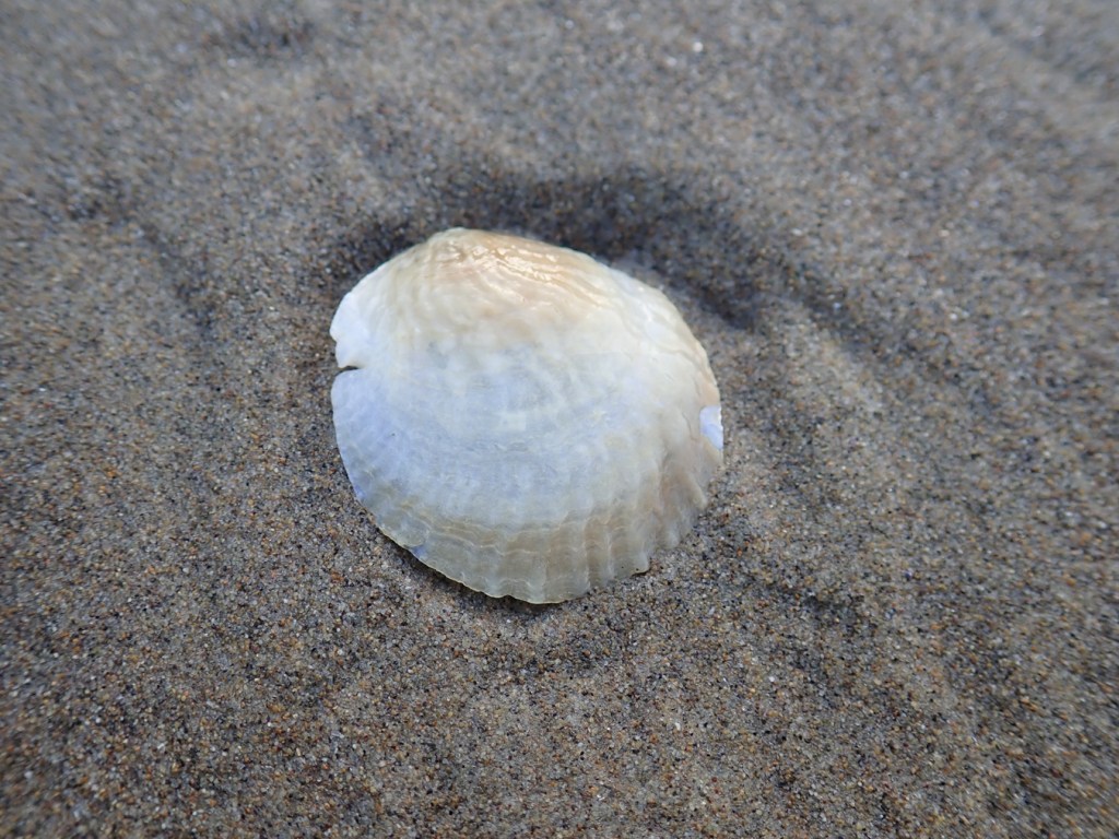 A single valve, exterior exposed, resting on the sand.