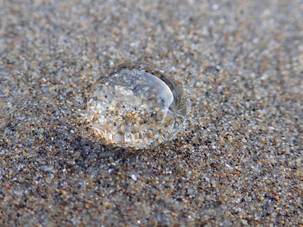 Closeup of a single sea gooseberry resting on the sand.
