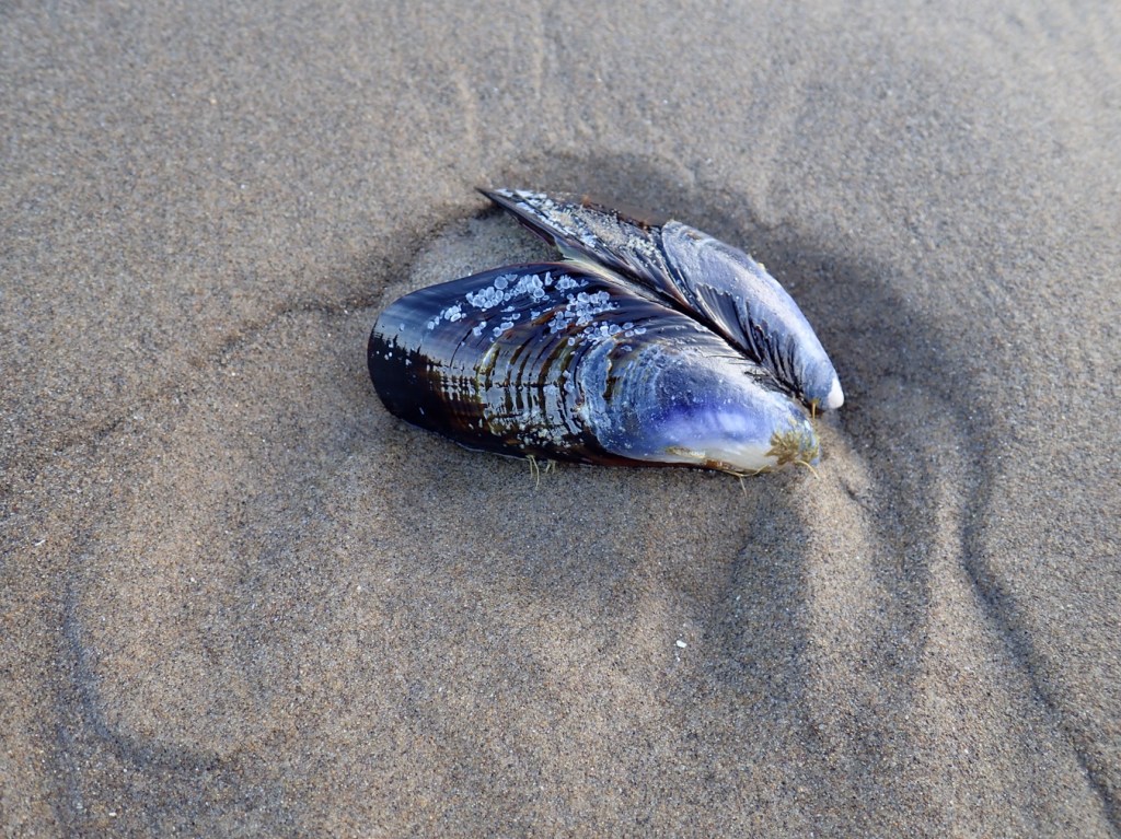 Both valves of a drifted California mussel resting on the sand. Exterior surfaces exposed.