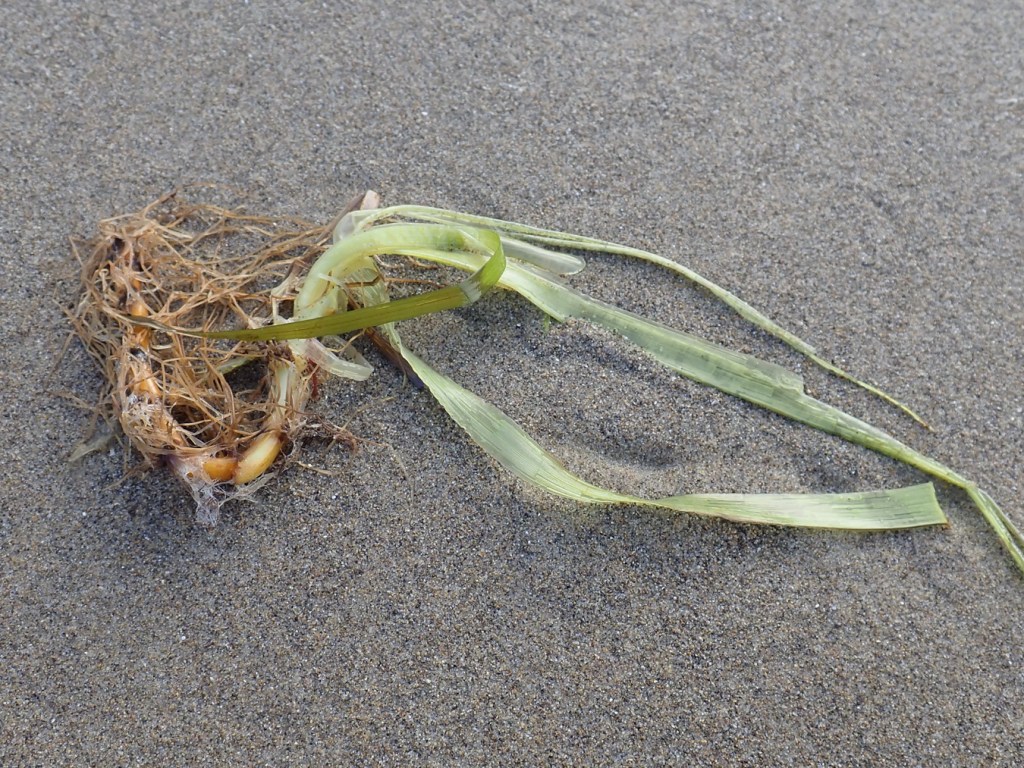 A drifted eelgrass rhizome and a few tattered blades resting on the sand.