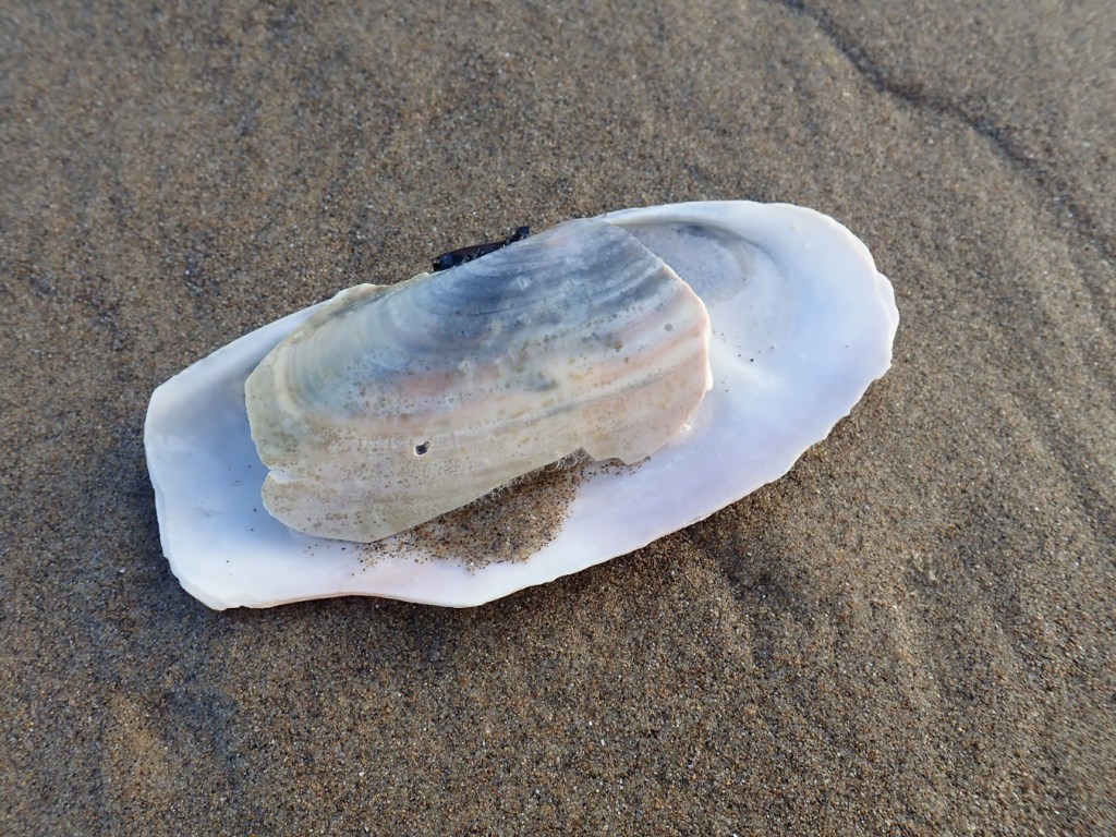 One and a half valves of a drifted Pacific razor clam shell. The exterior surface of the half shell is showing, and portions of the interior surface of the other valve is exposed.