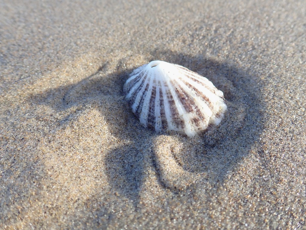 A closeup of a drifted rough keyhole limpet shell, right-side-up, resting on the beach while morning sunlight shadows patterns in the sand around it.