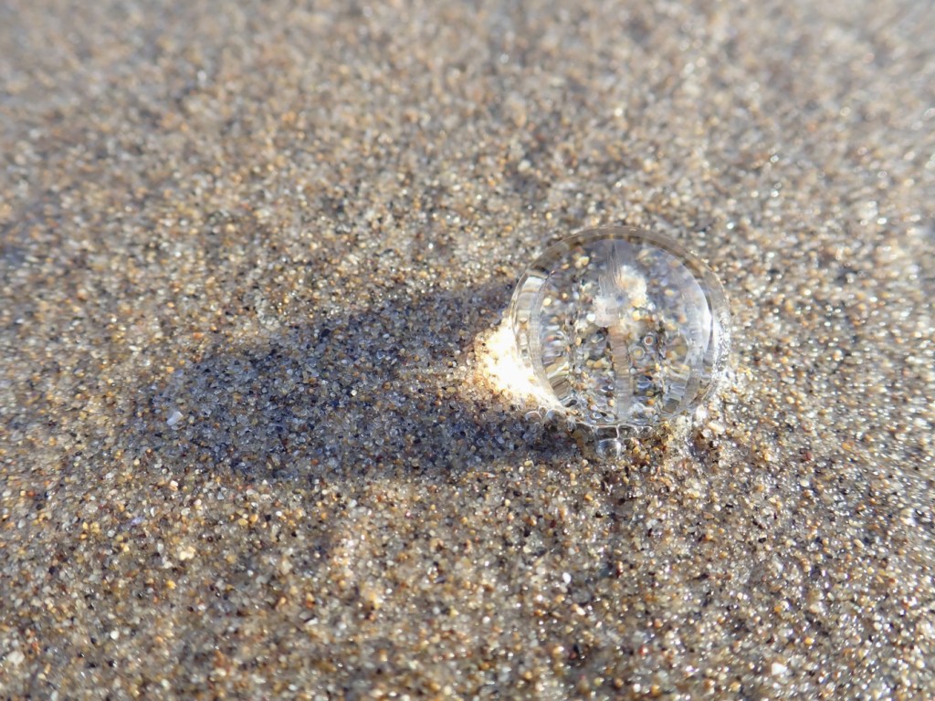 A sea gooseberry's clear jelly acts like a sense, catching morning sunlight and focusing it on the sand.