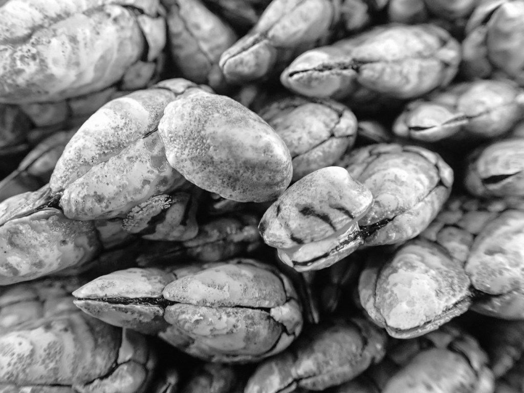 Three Lottia limpets blending in among the gooseneck barnacles.