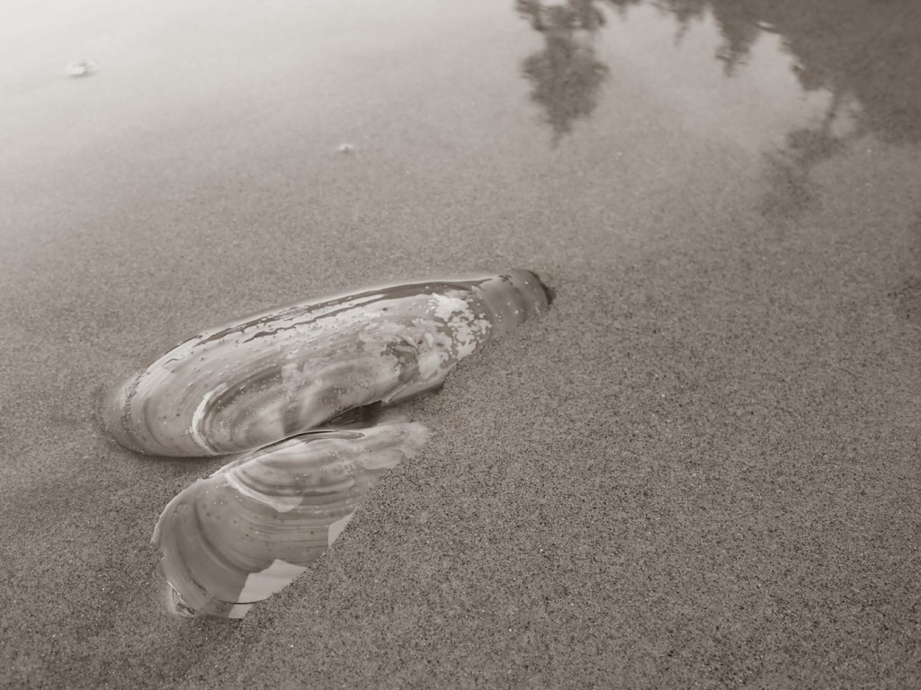 Both valves of a razor clam, Siliqua patula, partially buried in the sand. Reflections of the forest above in the backwash sheen.