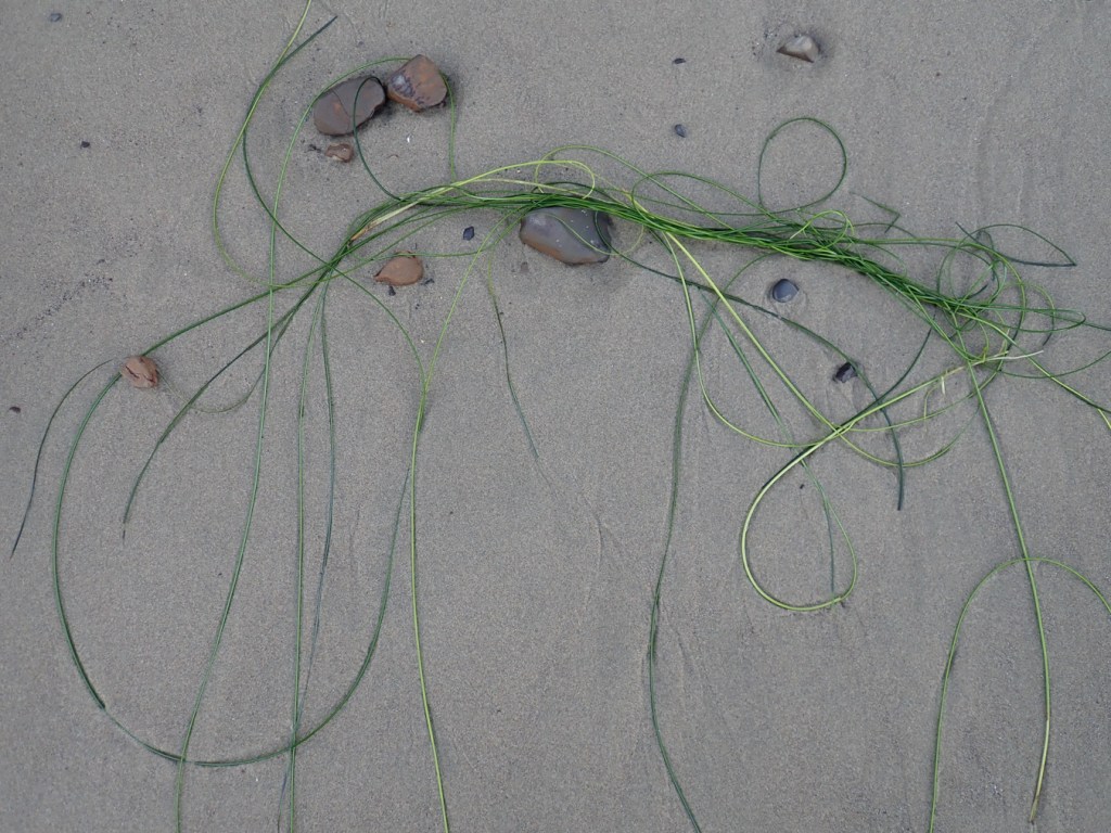 A few strands of tangled surfgrass rest on the sand among several pebbles.