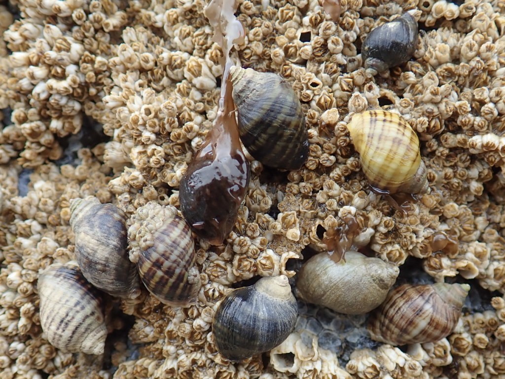 Color and pattern variation in several individuals on a bed of acorn barnacles.