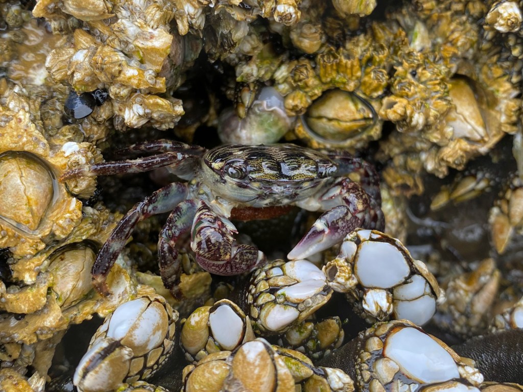 An eye-level view of a brooding striped shore crab Pachygrapsus crassipes resting among a mix of barnacles.