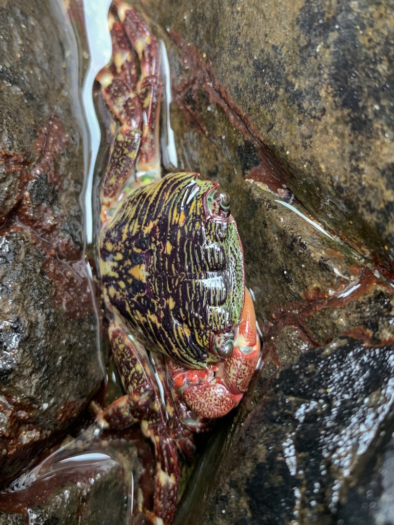 A closeup looking down from above on a striped shore crab Pachygrapsus crassipes in a water-filled niche on bare rock.
