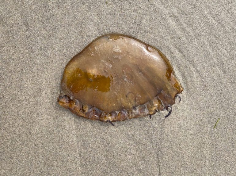 Closeup of a beached Pacific sea nettle jellyfish Chrysaora fuscescens  resting on the sand.