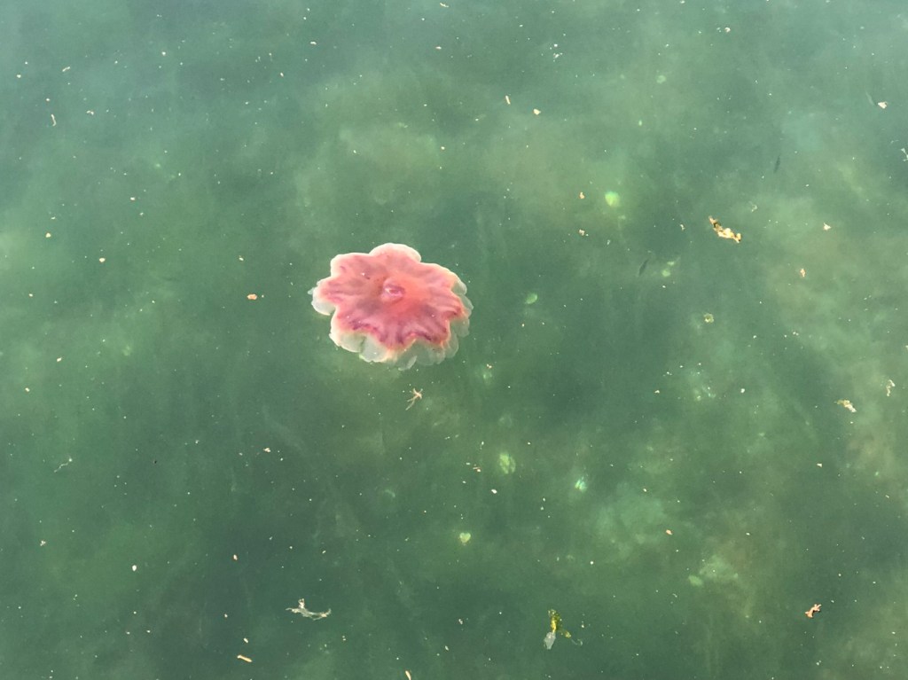Looking down from a pier on a lion's mane Cyanea ferruginea floating near the surface.