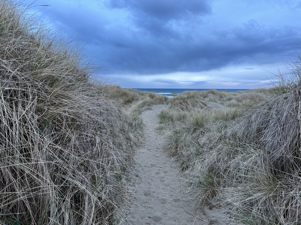 Foredune trail to the beach cuts through a nearly pure stand of beach grass.