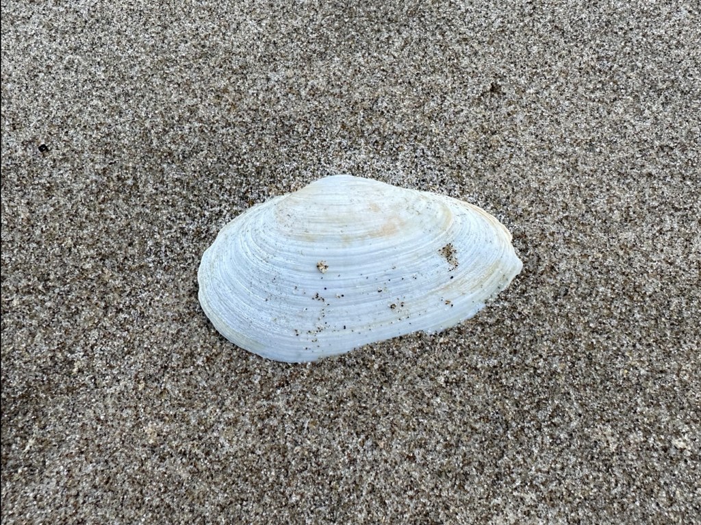 Bleached clam shell resting on sand.