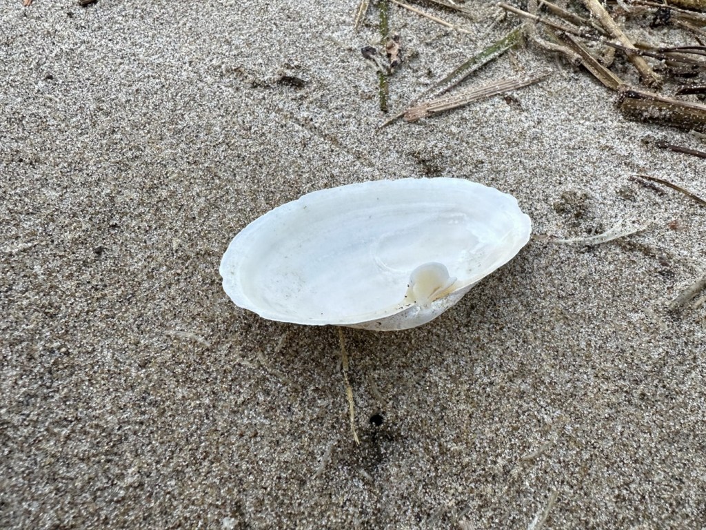 Left valve of a soft-shell clam flipped over to expose the condrophore.