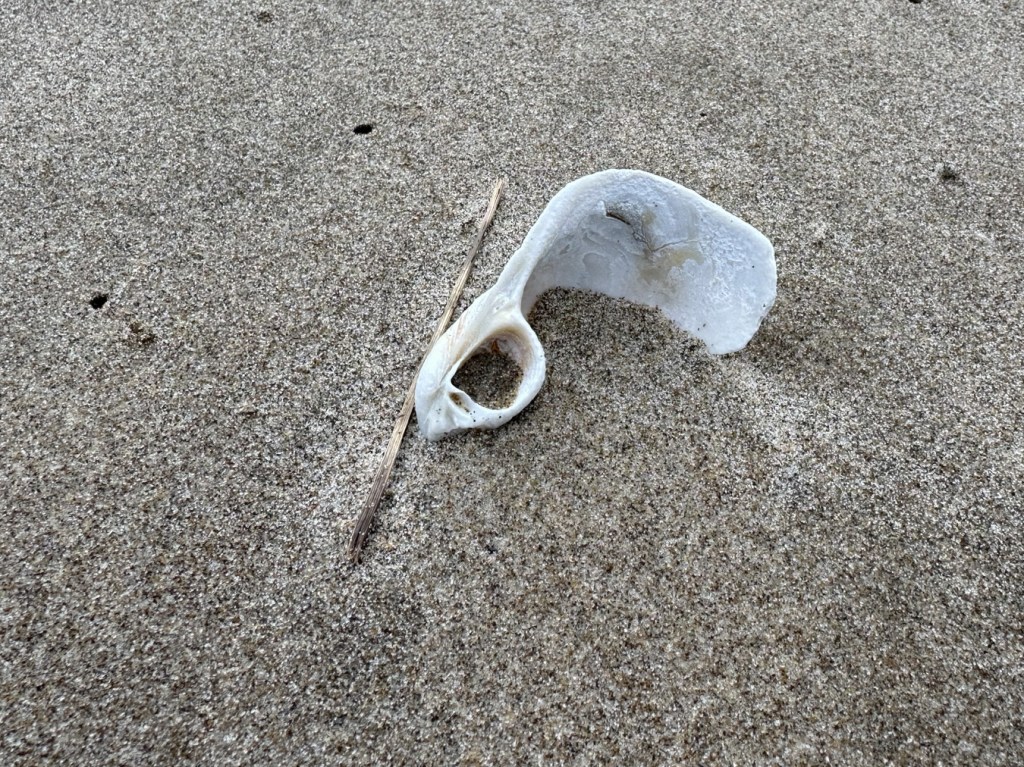 Shell fragment partially embedded in sand.