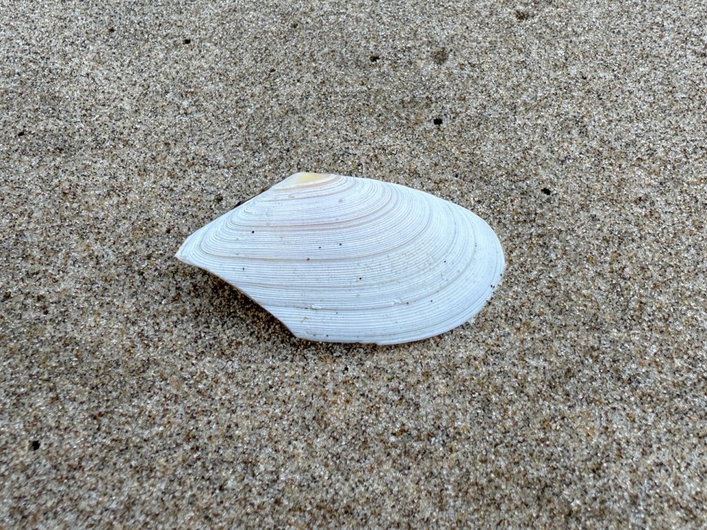 Closeup of an empty and drifted Bodega tellin Megangulus bodegensis shell, one valve only, resting on the sand. Exterior surface exposed.