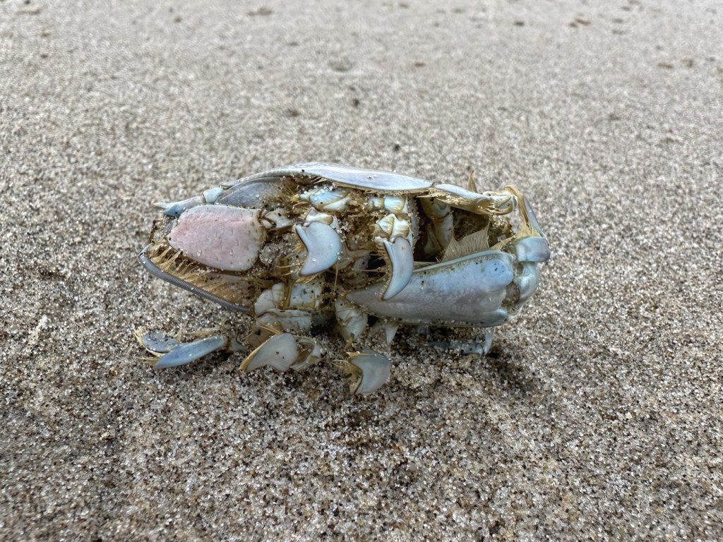 The underside of a mole crab stranded on the sand.