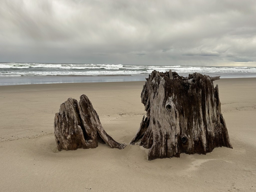 Old growth stump mostly buried by beach sand.