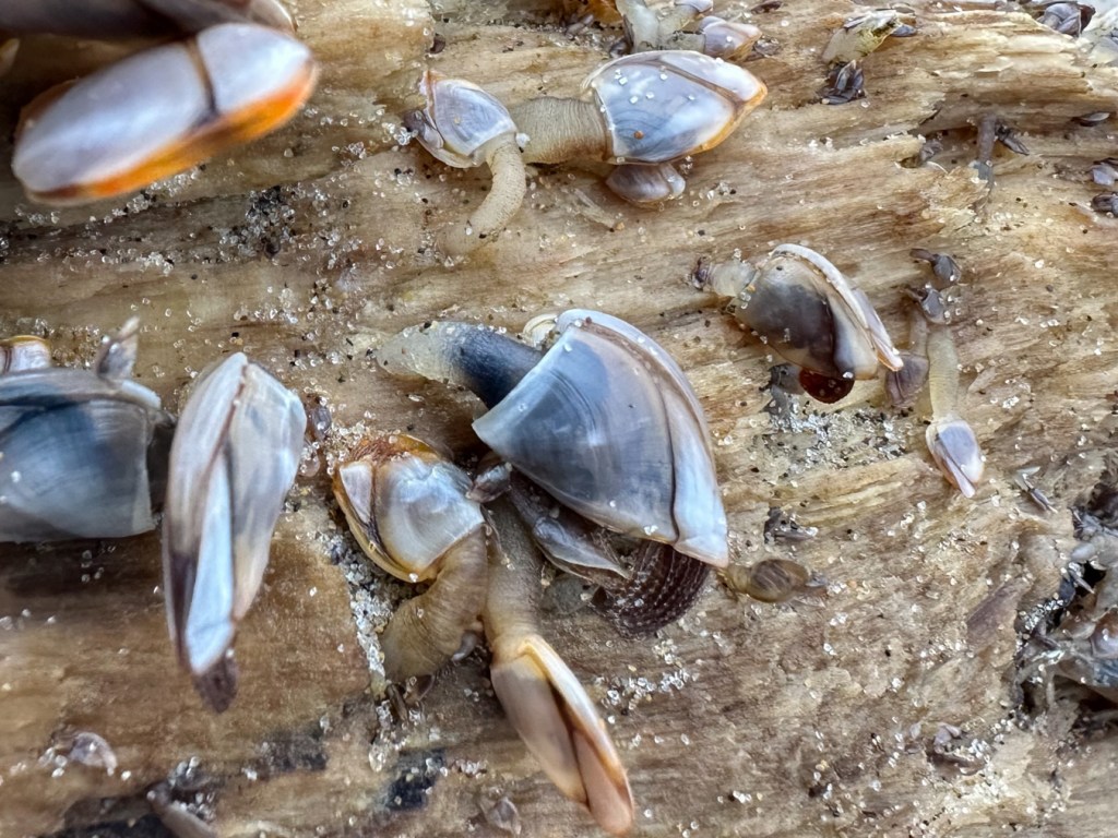 Closeup of a few barnacles attached to driftwood.