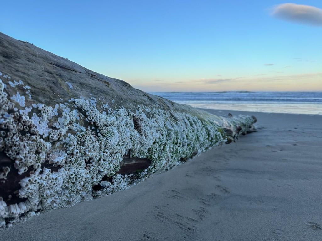 A drifted log covered in barnacles, probably Balanus crenatus, rests on the beach. Surf zone and beyond in the distance.