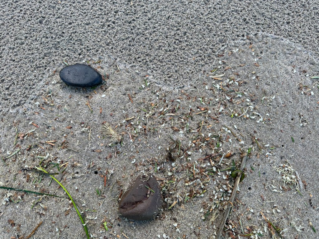 Drift dominated by conifer needles and crustacean molts. Raindrops dimple the sand above the tideline.