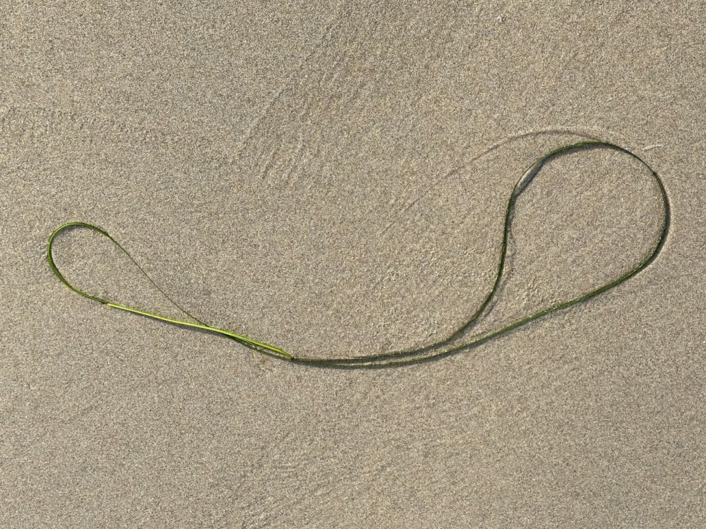 A looped strand of Phyllospadix rests on the sand.