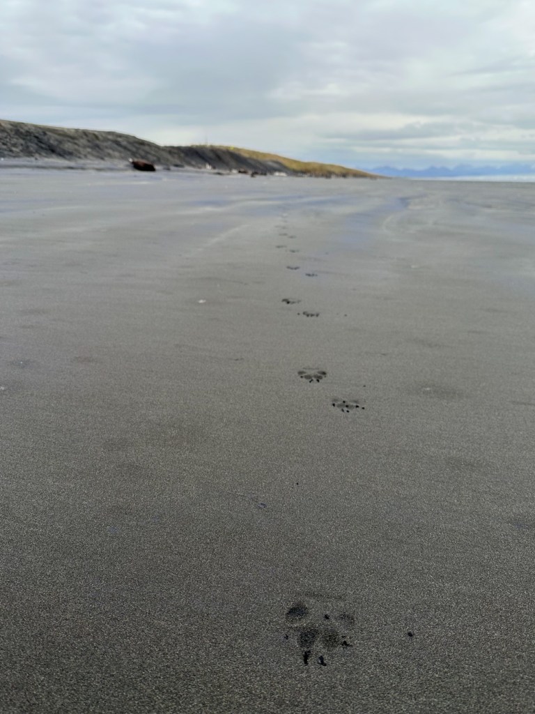 Tracks of a lone coyote on an empty beach.