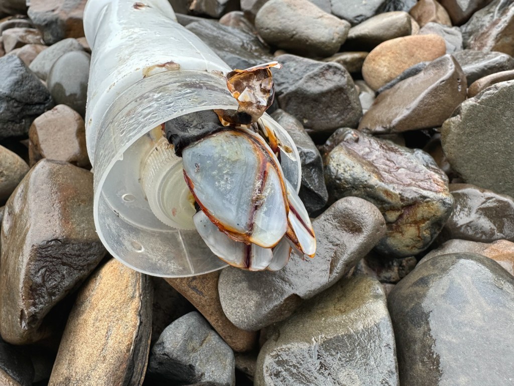 Pelagic barnacles Lepas on a plastic bottle at rest on the cobbles.