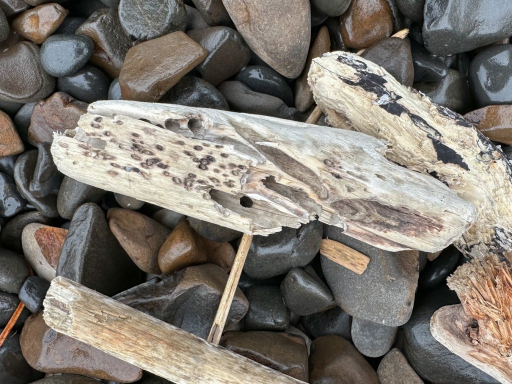 A small piece of driftwood with a few large tunnels and smaller workings (at rest, up in the cobbles).