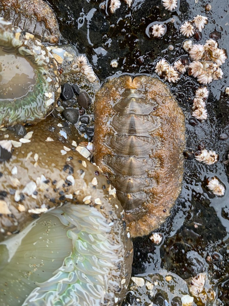 A chiton noses up against a giant green anemone. At the rear, a notch or cleft in the girdle.