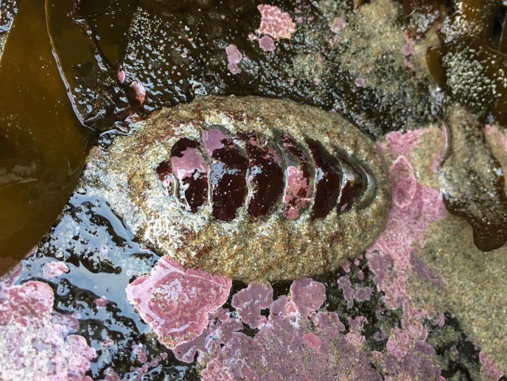 Sand on the girdle and crustose reds on the valves add camouflage to a chiton.