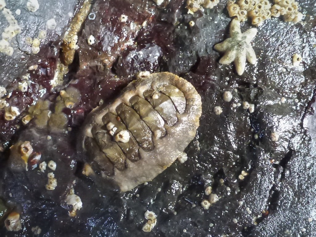 Chiton on a mostly bare rock with a few barnacles and a small starfish.