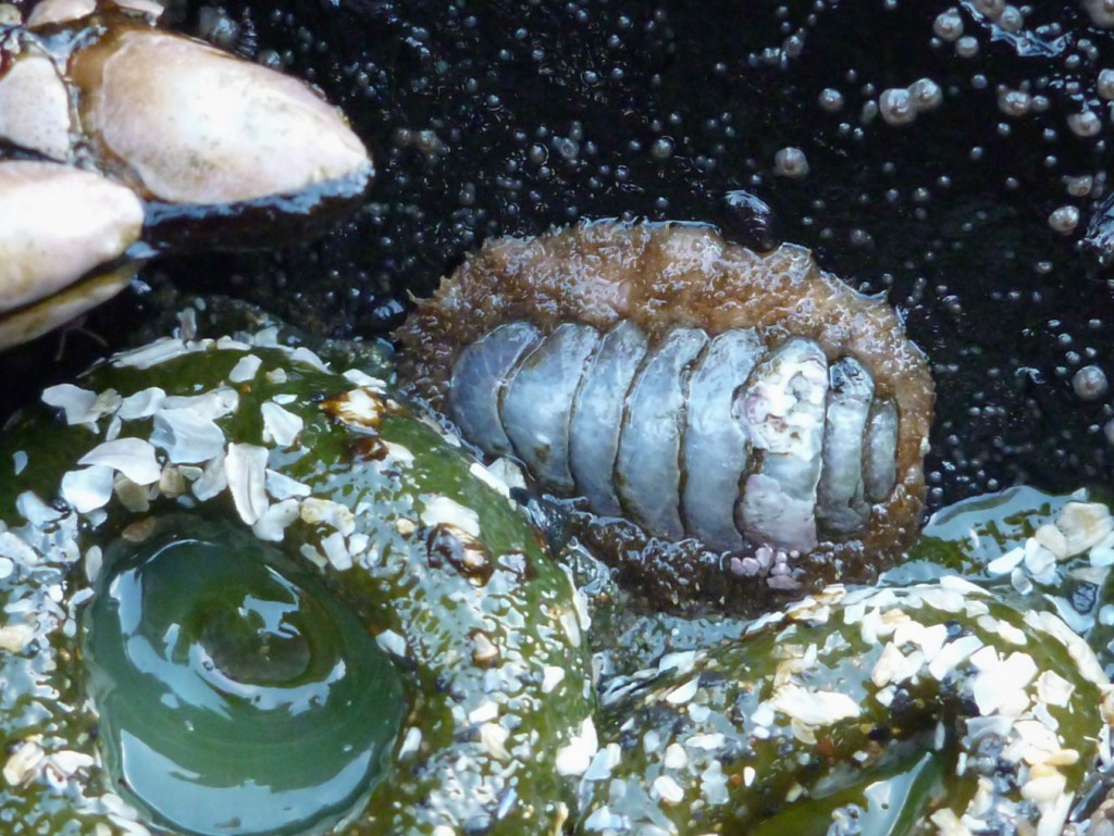 A chiton shares space with giant green anemones and gooseneck barnacles.