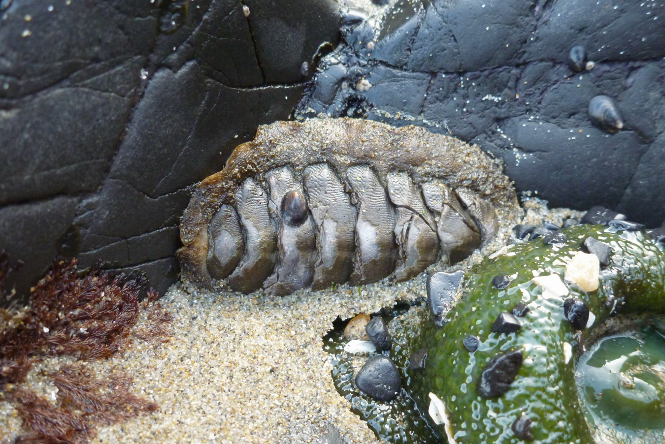 A chiton on a smooth rock is partially buried in sand. A small limpet on one of the posterior valves.