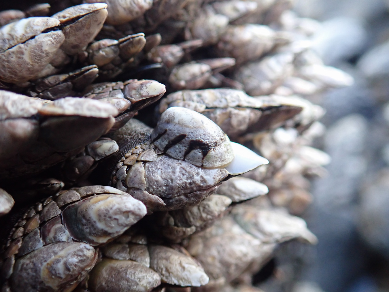 A backlit limpet (Lottia) sits among gooseneck barnacles.
