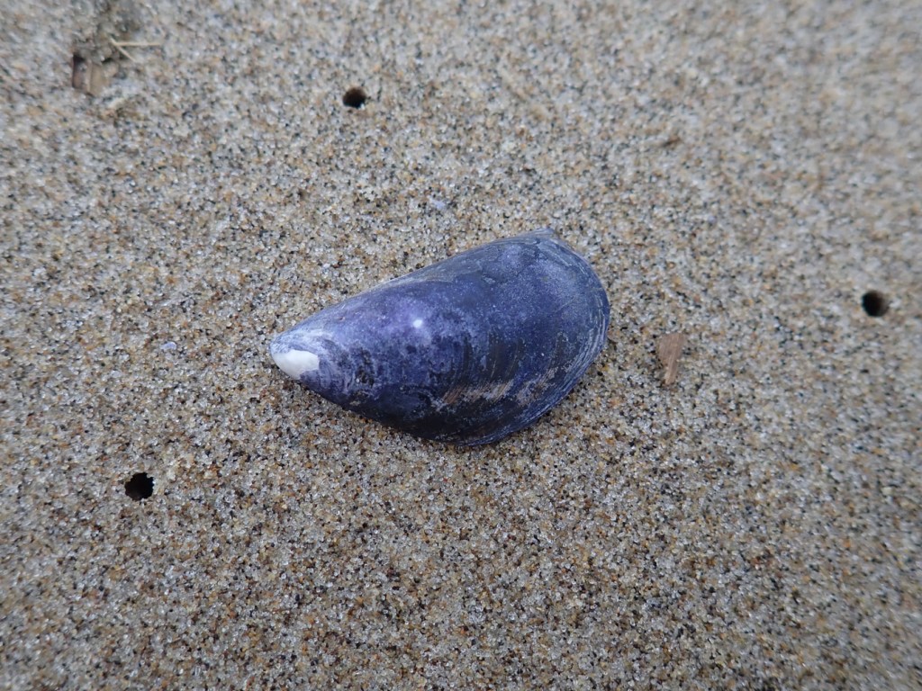 Mussel shell (one valve) rests on the sand.