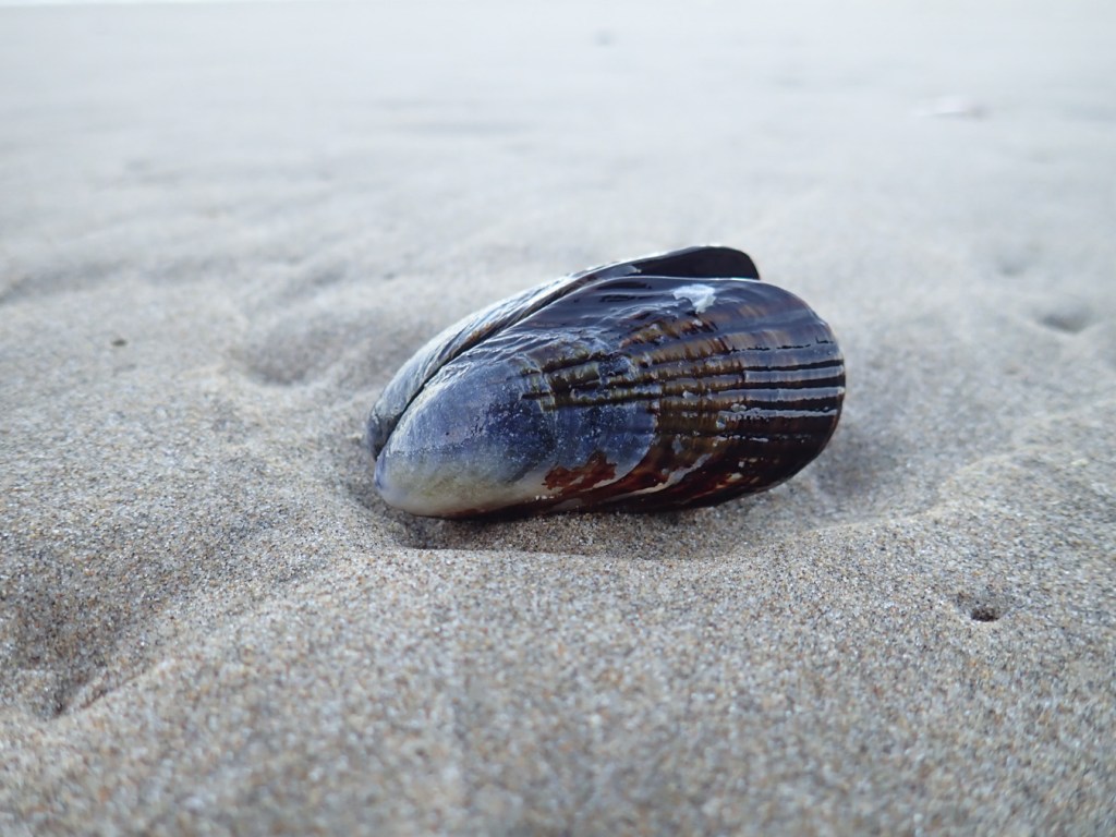 Drifted California mussel (both valves) rests on the sand.